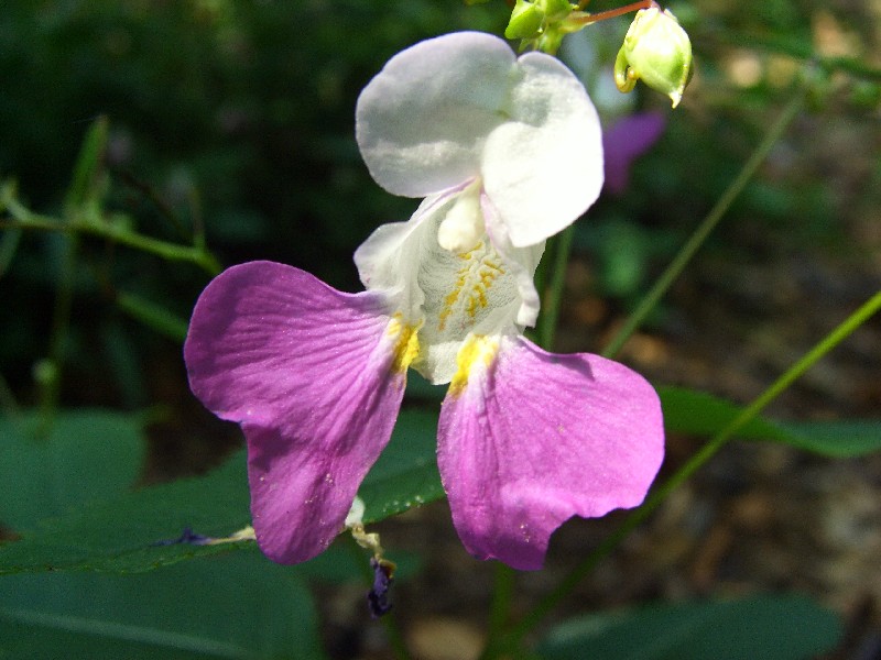 Impatiens balfourii e Colchicum autumnale